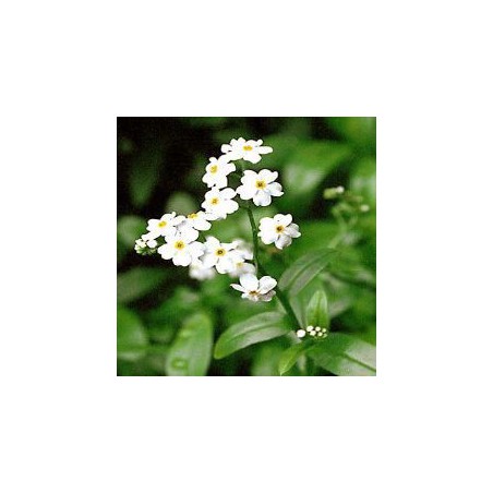 Myosotis palustris ice pearl