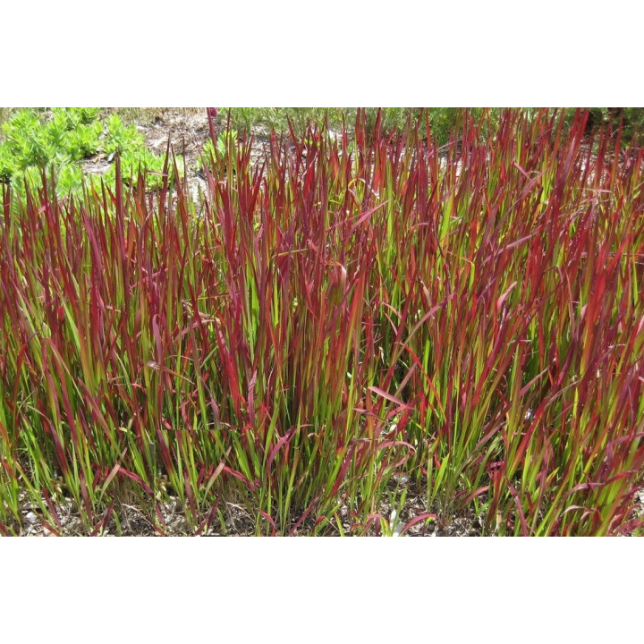 Imperata cylindrica
