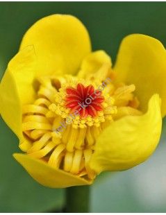 Nuphar lutea (fara ghiveci)