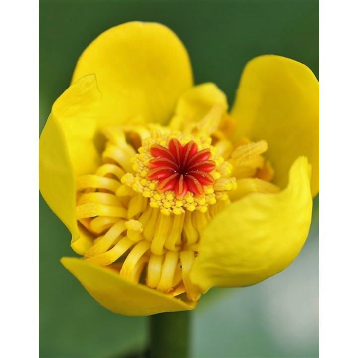 Nuphar lutea (fara ghiveci)