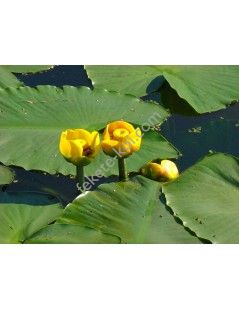 Nuphar lutea (fara ghiveci)