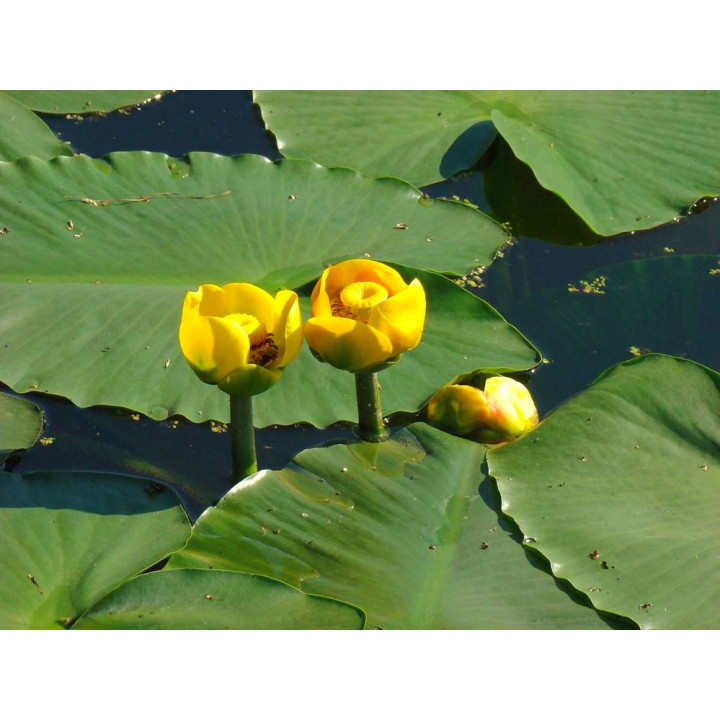 Nuphar lutea (fara ghiveci)