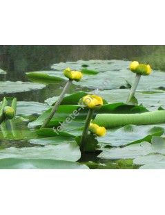 Nuphar lutea (fara ghiveci)