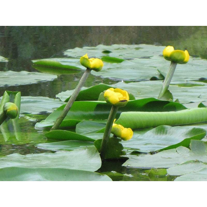 Nuphar lutea (fara ghiveci)
