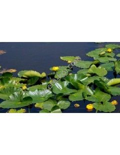 Nuphar lutea (fara ghiveci)