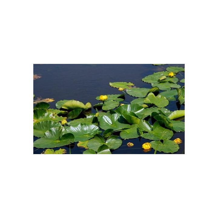 Nuphar lutea (fara ghiveci)