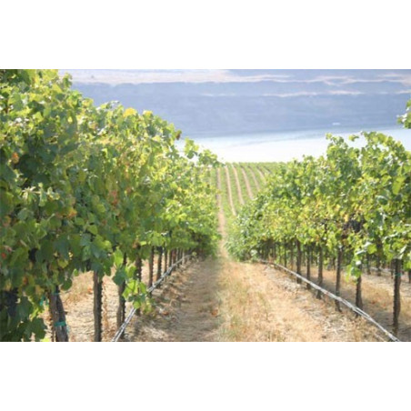 Dynomac PC DN16mm 20cm 2l/h 100m tub de picurare compensat de presiune