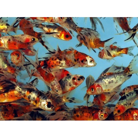 Carasi aurii Shubunkin 7-10 cm  de vanzare pesti ieftine