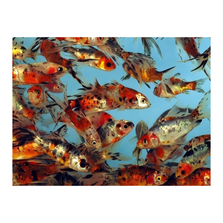 Carasi aurii Shubunkin 7-10 cm  de vanzare pesti ieftine