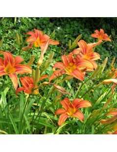 Hemerocallis fulva