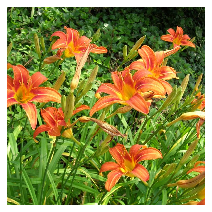 Hemerocallis fulva