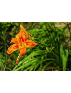 Hemerocallis fulva