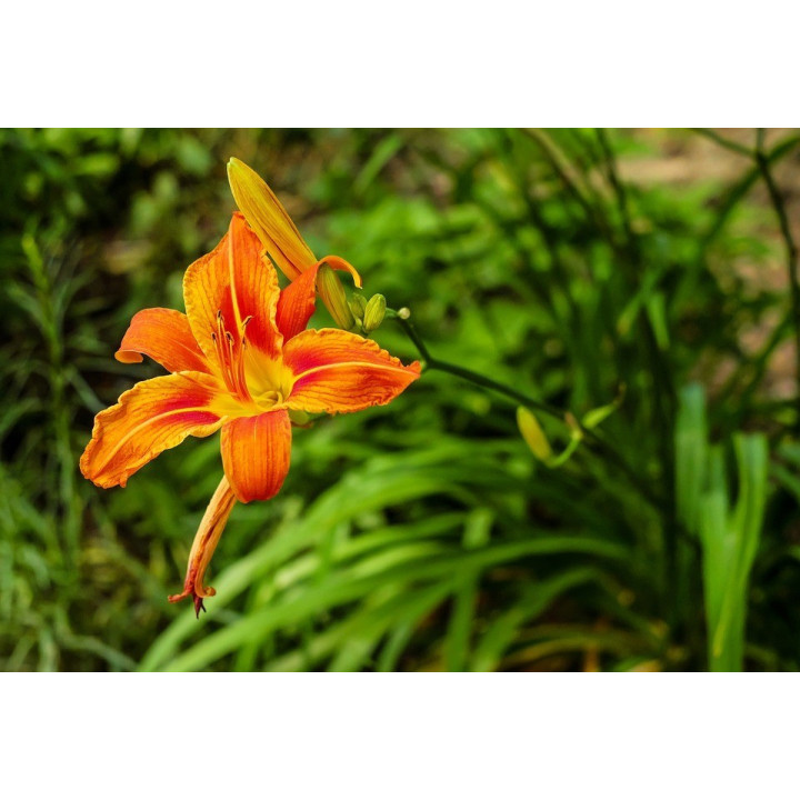 Hemerocallis fulva