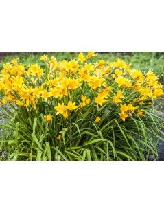 Hemerocallis