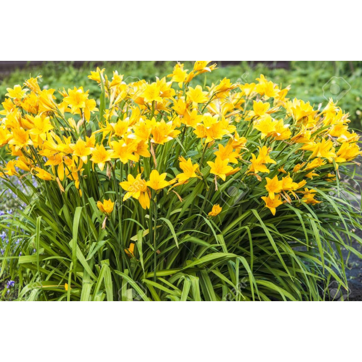 Hemerocallis