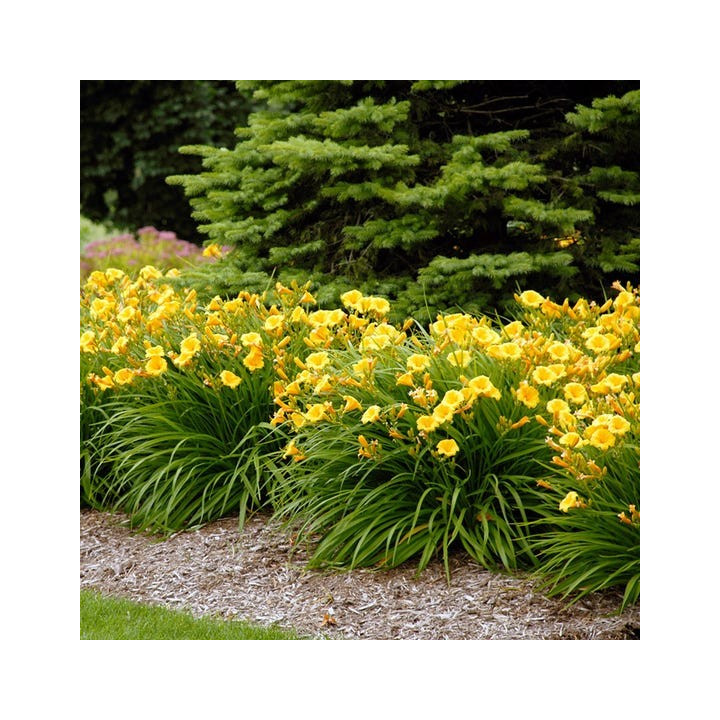 Hemerocallis