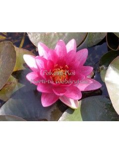 Nymphaea Burgundy princes (fara ghiveci)