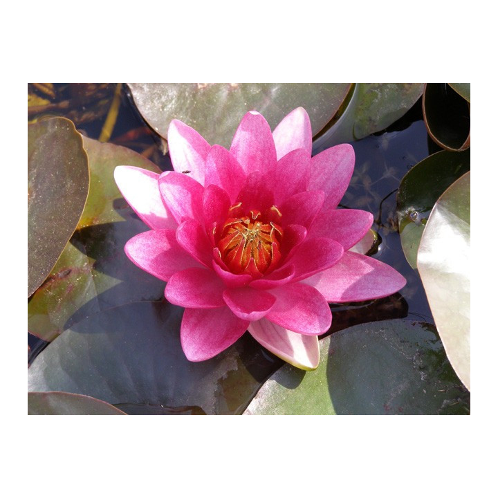 Nymphaea Burgundy princes (fara ghiveci)