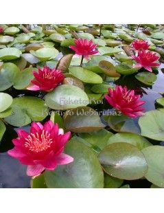 Nymphaea Burgundy princes (fara ghiveci)