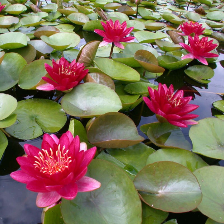 Nymphaea Burgundy princes (fara ghiveci)