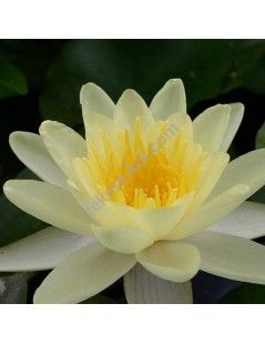 Nymphaea 'Chromatella'