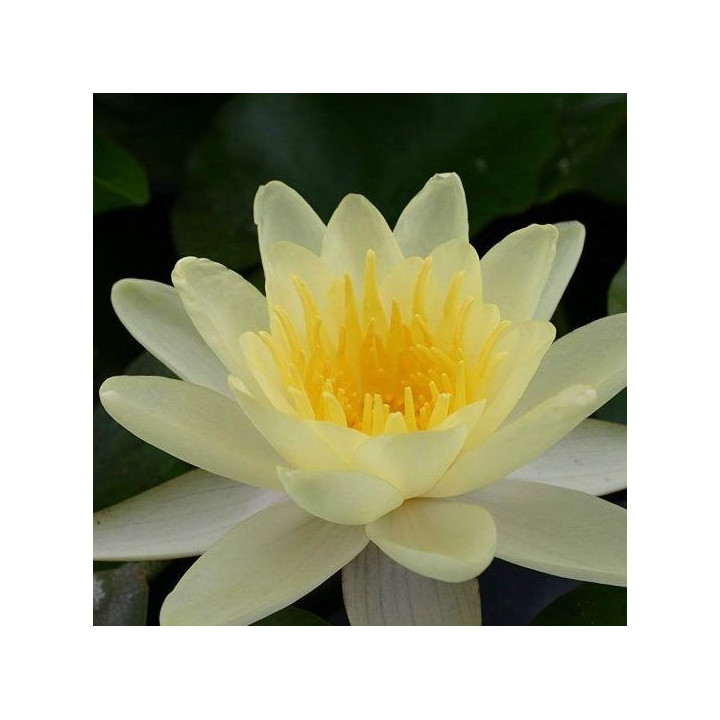 Nymphaea 'Chromatella'