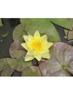 Nymphaea 'Chromatella'