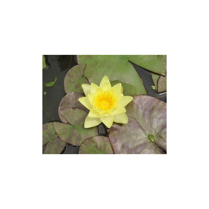 Nymphaea 'Chromatella'