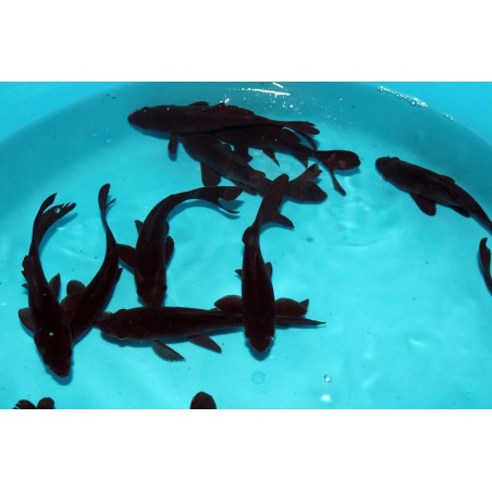 Carasi aurii hibryd negru 4-7 cm de vanzare pesti ieftine