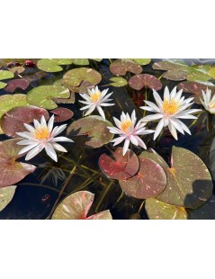 Nymphaea ‘Arc-en-Ciel (fara ghiveci)
