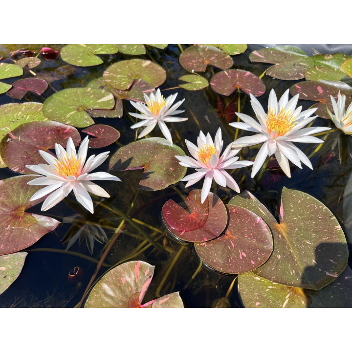 Nymphaea ‘Arc-en-Ciel (fara ghiveci)