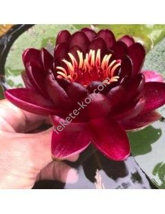 Nymphaea Black Princess (fara ghiveci)