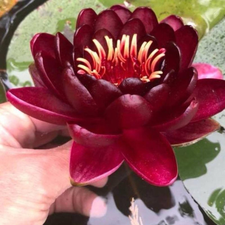 Nymphaea Black Princess (fara ghiveci)