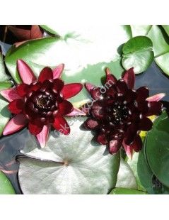 Nymphaea Black Princess (fara ghiveci)