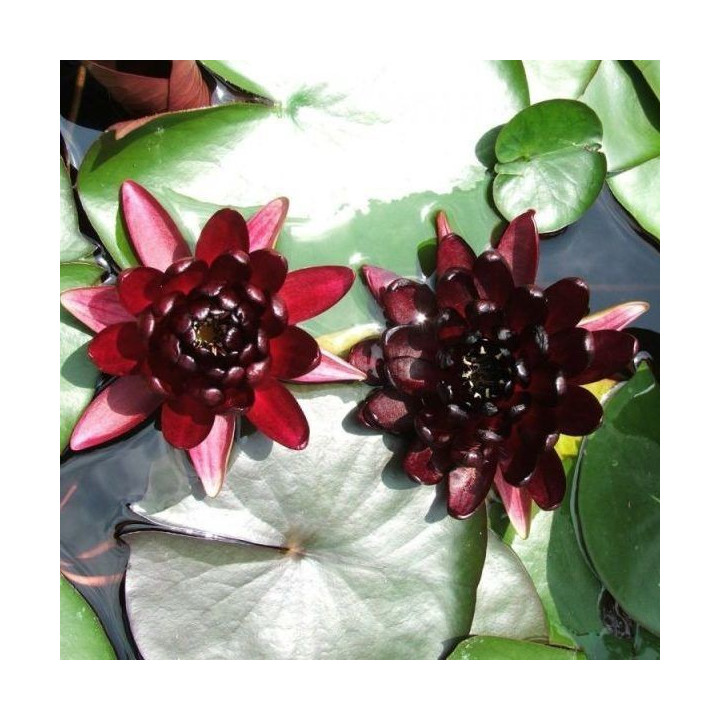 Nymphaea Black Princess (fara ghiveci)