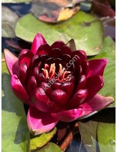 Nymphaea Black Princess (fara ghiveci)