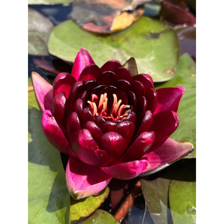 Nymphaea Black Princess (fara ghiveci)