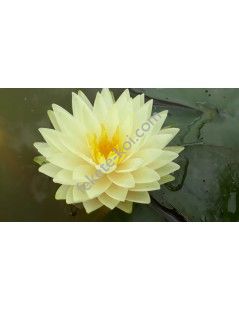 Nymphaea Concordia fara ghiveci