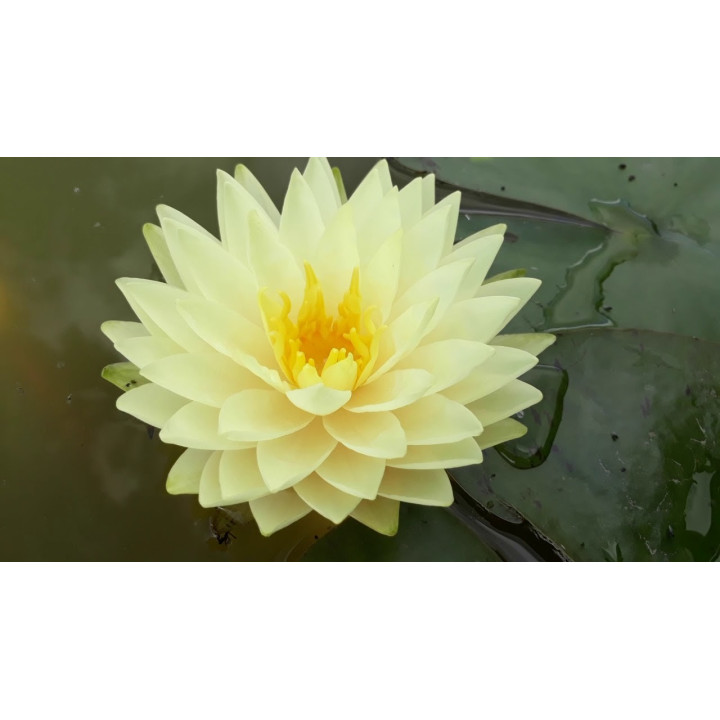 Nymphaea Concordia fara ghiveci