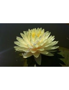 Nymphaea Concordia fara ghiveci