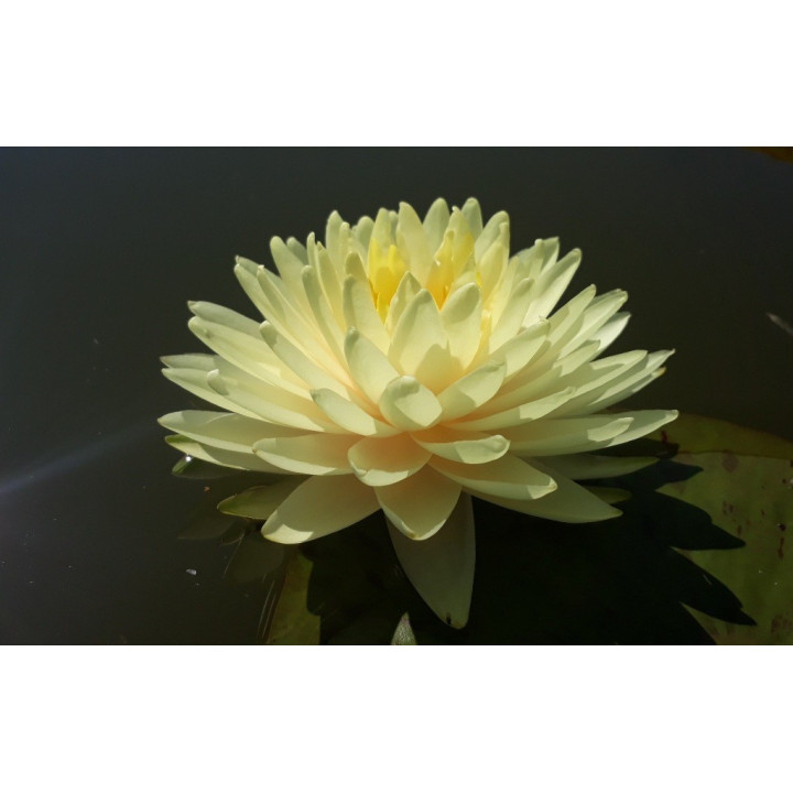 Nymphaea Concordia fara ghiveci