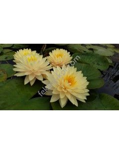 Nymphaea Concordia fara ghiveci