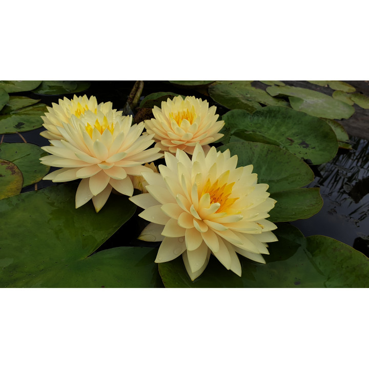 Nymphaea Concordia fara ghiveci