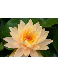 Nymphaea Clyde Ikins (fara ghiveci)