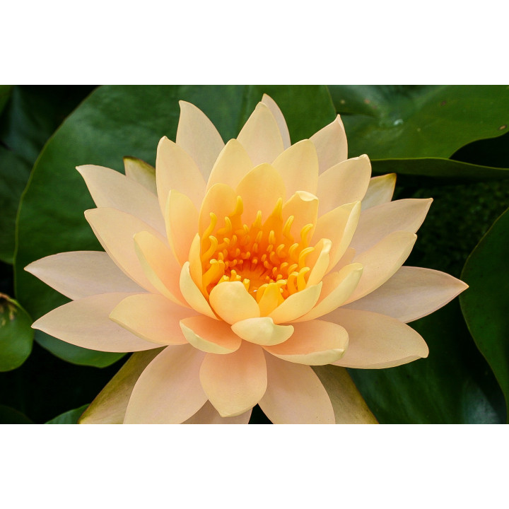 Nymphaea Clyde Ikins (fara ghiveci)