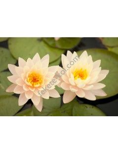 Nymphaea Clyde Ikins (fara ghiveci)