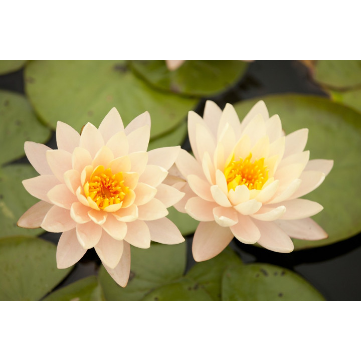 Nymphaea Clyde Ikins (fara ghiveci)