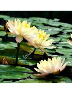 Nymphaea Clyde Ikins (fara ghiveci)