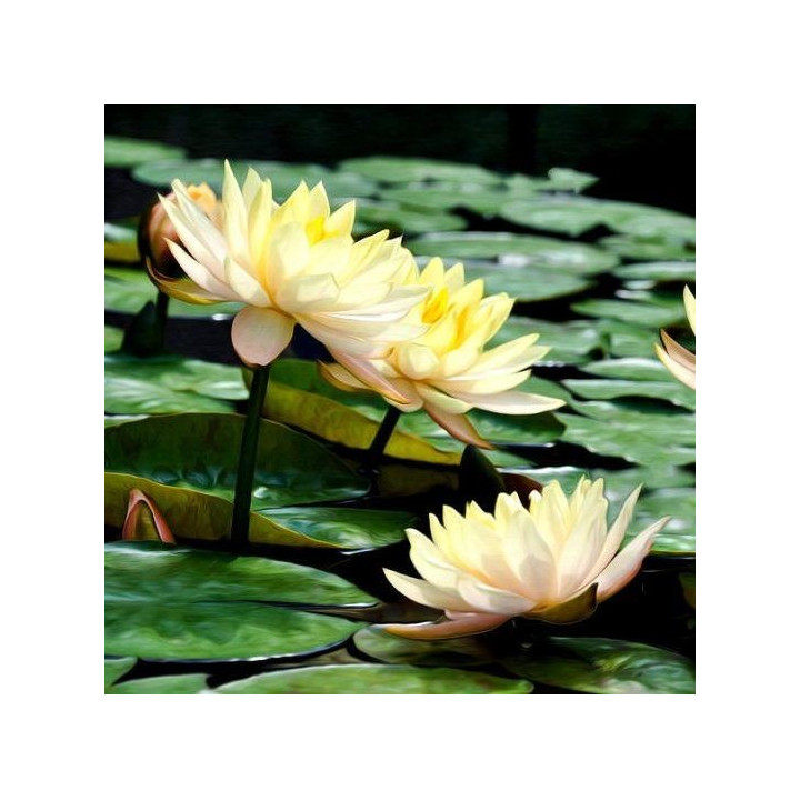 Nymphaea Clyde Ikins (fara ghiveci)