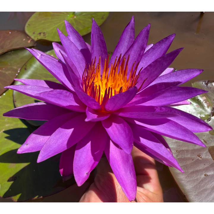 Nymphaea Detective Erika (fara ghiveci)